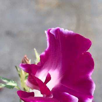 観葉あさがお 夏だよりの投稿画像一覧 Greensnap グリーンスナップ