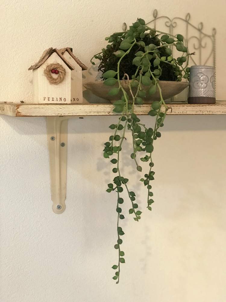 みどりのある暮らしの投稿画像 By おさーるさん 観葉植物と垂れ下がる系と観葉植物のある暮らしと葉っぱ好き 月9月17日 Greensnap グリーンスナップ