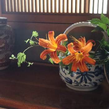 キスゲ の投稿画像一覧 Greensnap グリーンスナップ