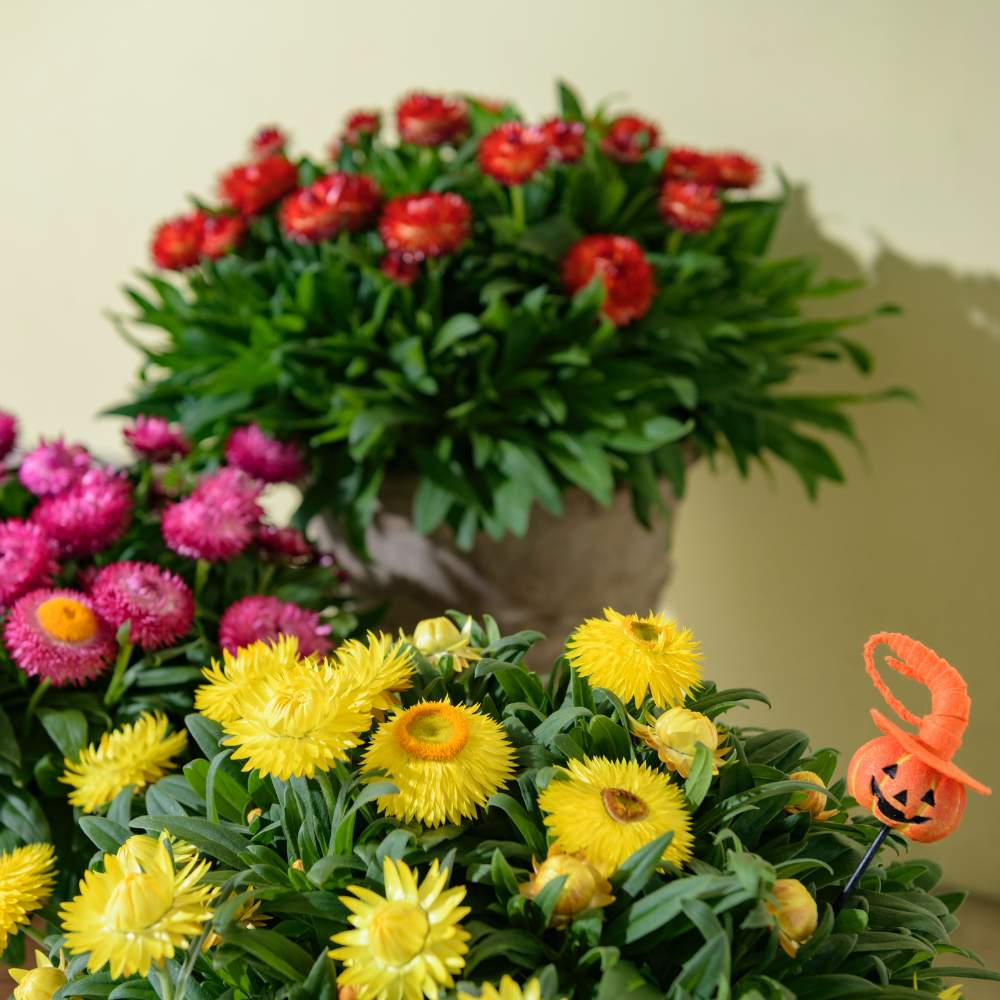 コロロの投稿画像 By サントリーフラワーズさん サントリー フラワーズと花と生きるサントリーとサンフラマニアとサンフラビト 月9月17日 Greensnap グリーンスナップ