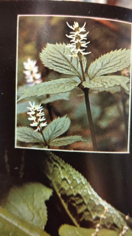 ヒトリシズカの投稿画像 By フーカさん 月9月17日 Greensnap グリーンスナップ