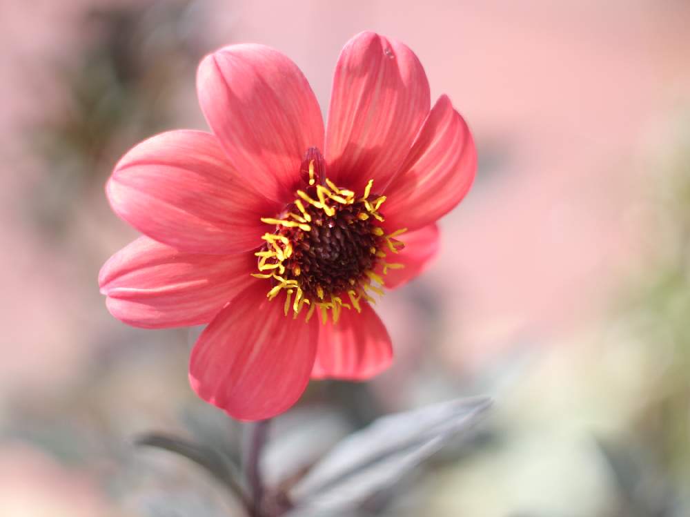 優里さんの投稿画像 月9月17日 Greensnap グリーンスナップ