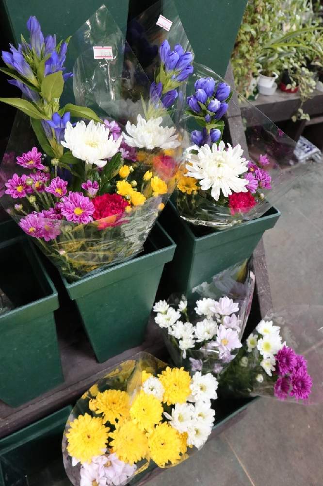 菊 きくの投稿画像 By はなのみせ花紋さん 八千代市と千葉県と生花店とお彼岸と花屋とお店紹介とお墓参りと八千代台駅 月9月17日 Greensnap グリーンスナップ