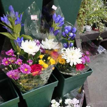 八千代市の投稿画像一覧 Greensnap グリーンスナップ