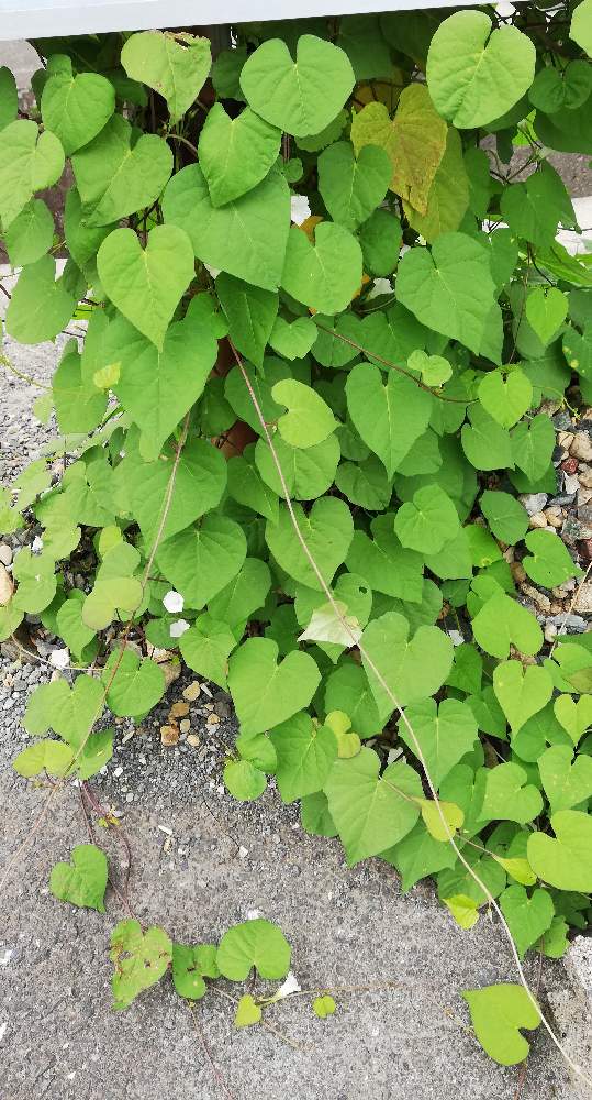 マメアサガオの投稿画像 By やじろべえさん つる性植物と白い小さい花とハート形の葉 月9月17日 Greensnap グリーンスナップ
