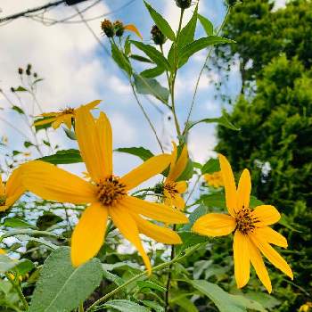 菊芋の花の投稿画像一覧 Greensnap グリーンスナップ