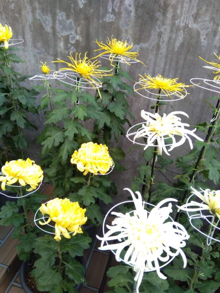 菊作り