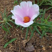 マツバボタンの画像