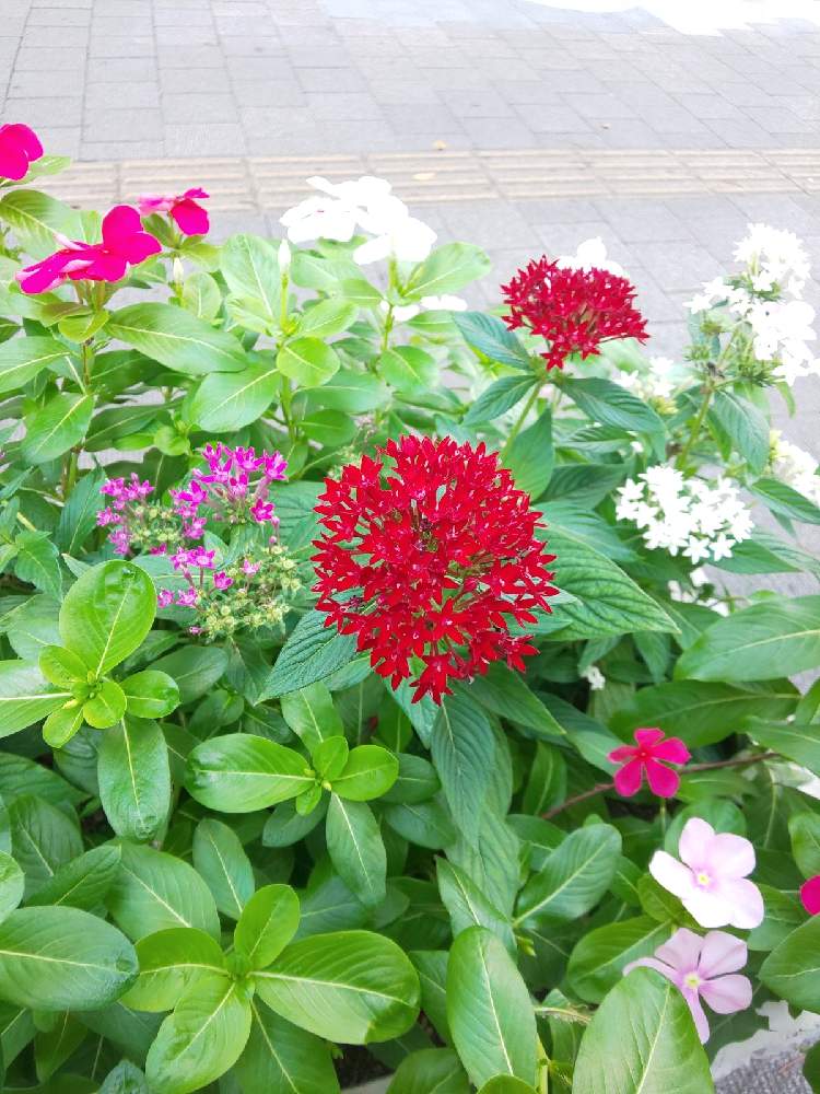 ペンタスの投稿画像 By あみださん 月9月17日 Greensnap グリーンスナップ