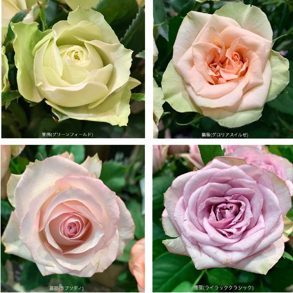 ポーチュラカの投稿画像 By カタバミさん 薔薇 グリーンフィールド と薔薇 グロリアスイルゼ と薔薇 ラプソディ と薔薇 ライラックラプソディ 月9月18日 Greensnap グリーンスナップ