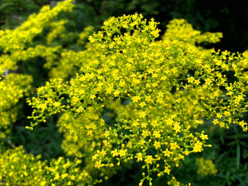 オミナエシの投稿画像 By Barbossa バルボッサさん スマホ撮影とおうち園芸とおうちを彩る花と初秋とiphone撮影 月9月18日 Greensnap グリーンスナップ