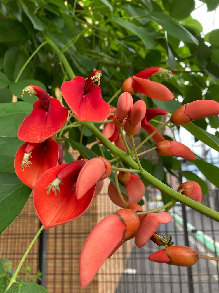 ヒロリンさんの投稿画像 月9月18日 Greensnap グリーンスナップ