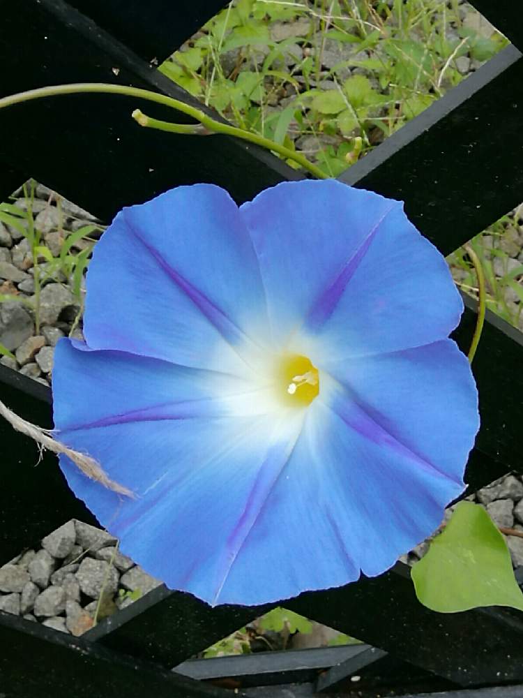 西洋アサガオヘブンリーブルーの投稿画像 By Keittyさん アサガオと青い花マニアとチーム ブルーとチーム ブルーno 050と 祝 チーム ブルー5000picと青い朝顔マニア 月9月18日 Greensnap グリーンスナップ