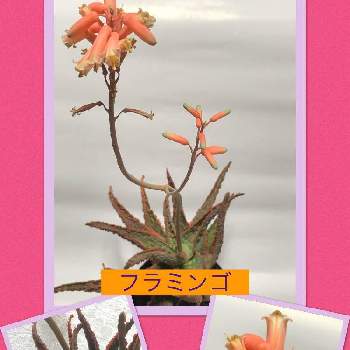 アロエフラミンゴの花の投稿画像一覧 Greensnap グリーンスナップ