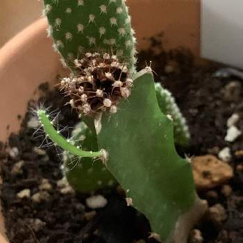 枯れた緋牡丹の投稿画像一覧 Greensnap グリーンスナップ