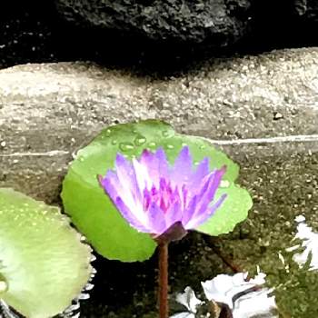 みずくさ、水草、メダカ、の画像 by kopeloさん | 熱帯スイレン（ティナ）とおうち園芸とビオトープとおうちを彩る花と熱帯睡蓮と綺麗な葉とみずくさ、水草、メダカ、と紫の花