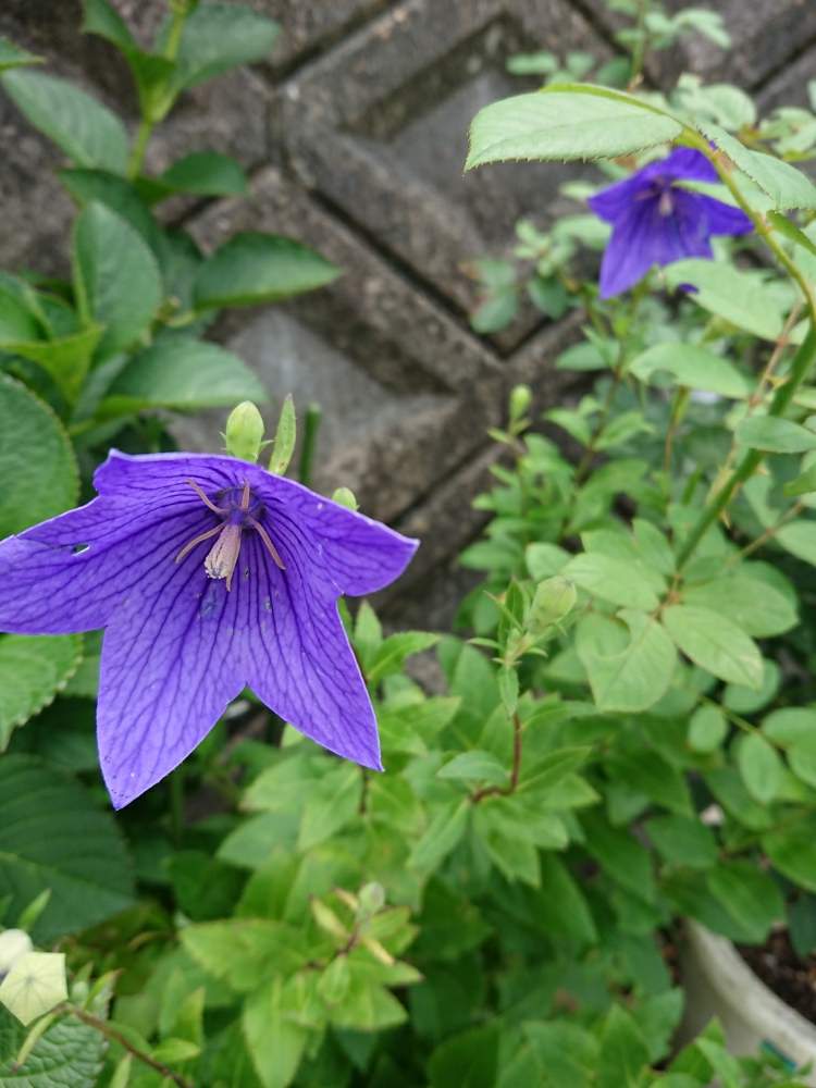 桔梗 ききょう の投稿画像 By みこさん お出かけ先と下向きに咲く花と桔梗 ききょうとそっとと季節を映すと下向きに咲く花と桔梗 ききょうとそっとと季節を映す 月9月18日 Greensnap グリーンスナップ Greensnap グリーンスナップ