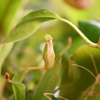 食虫植物 ウツボカズラの画像 by ゆっちさん | バルコニー/ベランダと植物からパワー❣️とおうち園芸と植物に感謝と秋めいてと食虫植物 ウツボカズラと癒される
