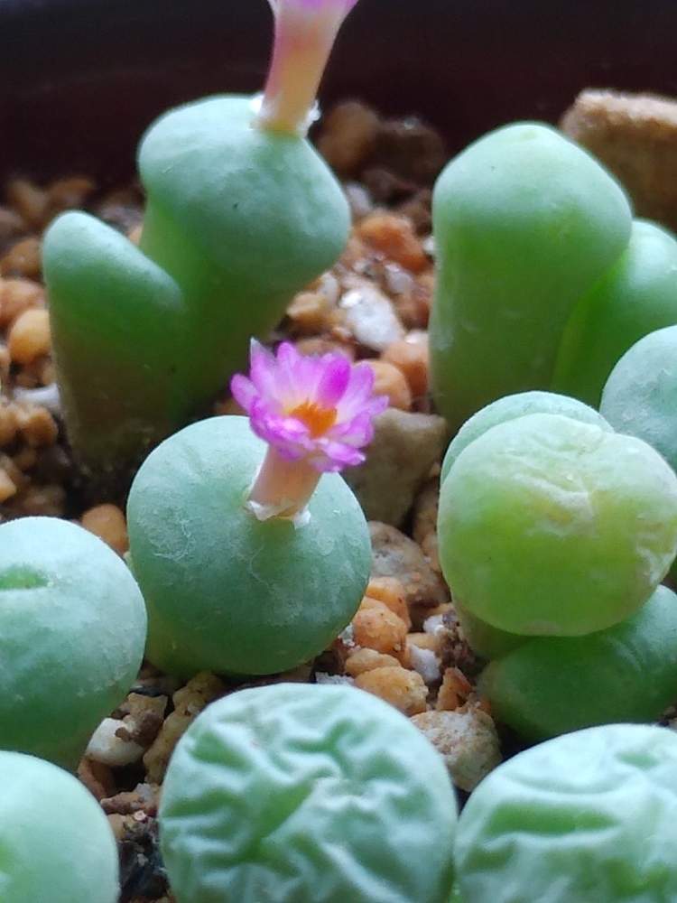 コノフィツムの投稿画像 By みほさん 多肉植物とメセン類とわが家の多肉スペースと多肉植物のある暮らしとno Green No Lifeとコノフィツム属と植中毒と珍奇植物と咲いた 月9月18日 Greensnap グリーンスナップ