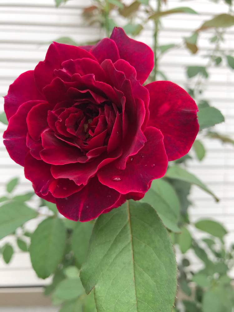 バラ オデュッセイアの投稿画像 By K Lunさん 小さな庭と波状弁咲きとバラ初心者とスマホ撮影とばら バラ 薔薇 と癒しとおうち園芸と新米ロザリアンと早く日常の生活にとガーデニング初心者とバラが好きと花のある暮らしとロサオリエンティスとお花好きの人と繋がりたいと
