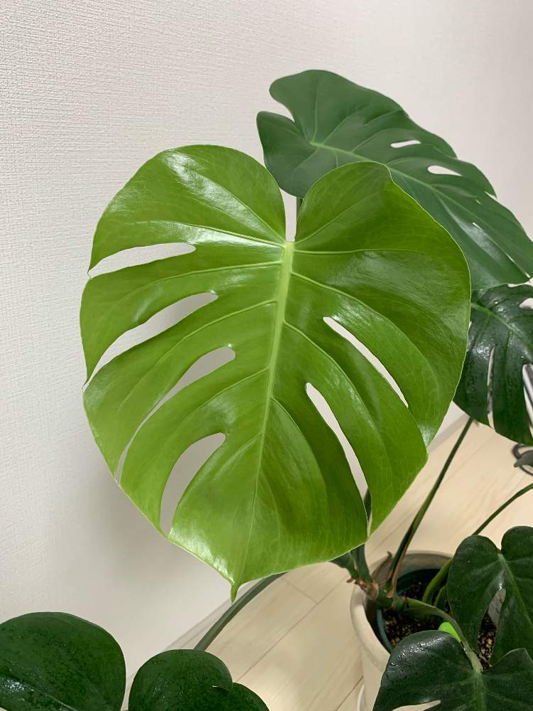 モンステラの投稿画像 By Gaoさん 観葉植物とグリーンのある暮らしとぐんぐーん成長中と新芽とインテリアグリーン 月9月18日 Greensnap グリーンスナップ