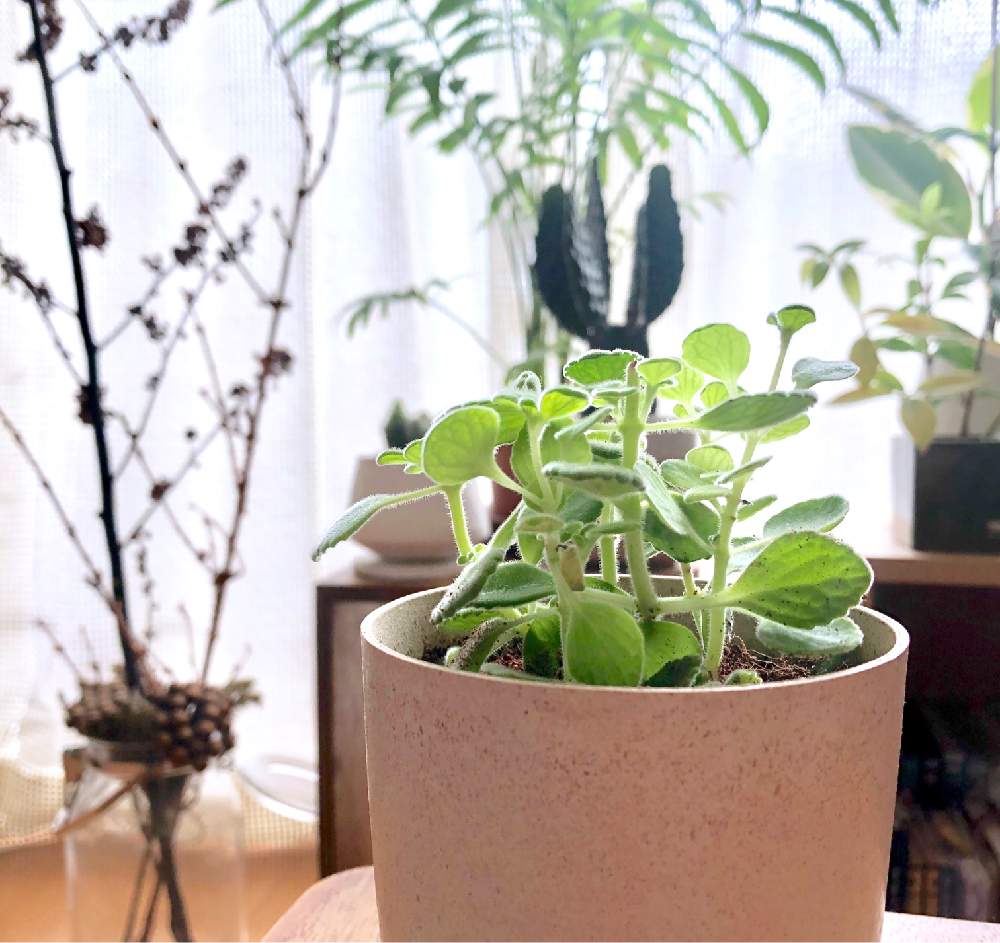 アロマティカスの投稿画像 By Kumiko518さん 多肉植物と挿し木とインテリアグリーンとおうち園芸 月9月18日 Greensnap グリーンスナップ