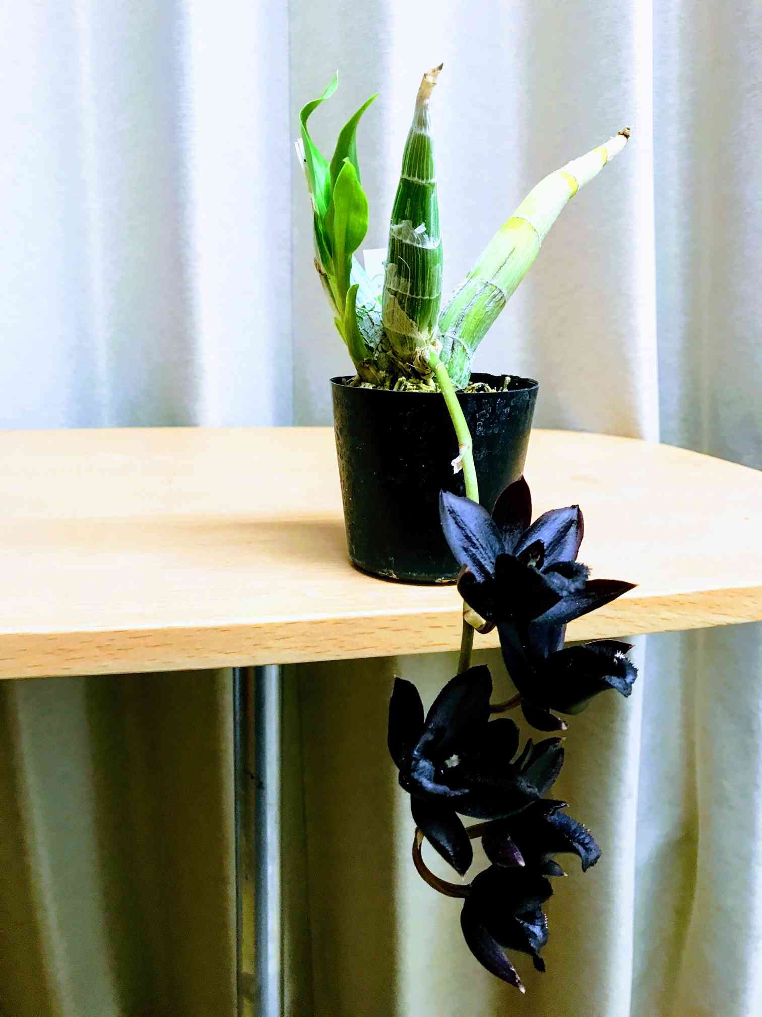 窓辺の投稿画像 by カタセタムくんさん｜洋ランと着生蘭と受賞作品と