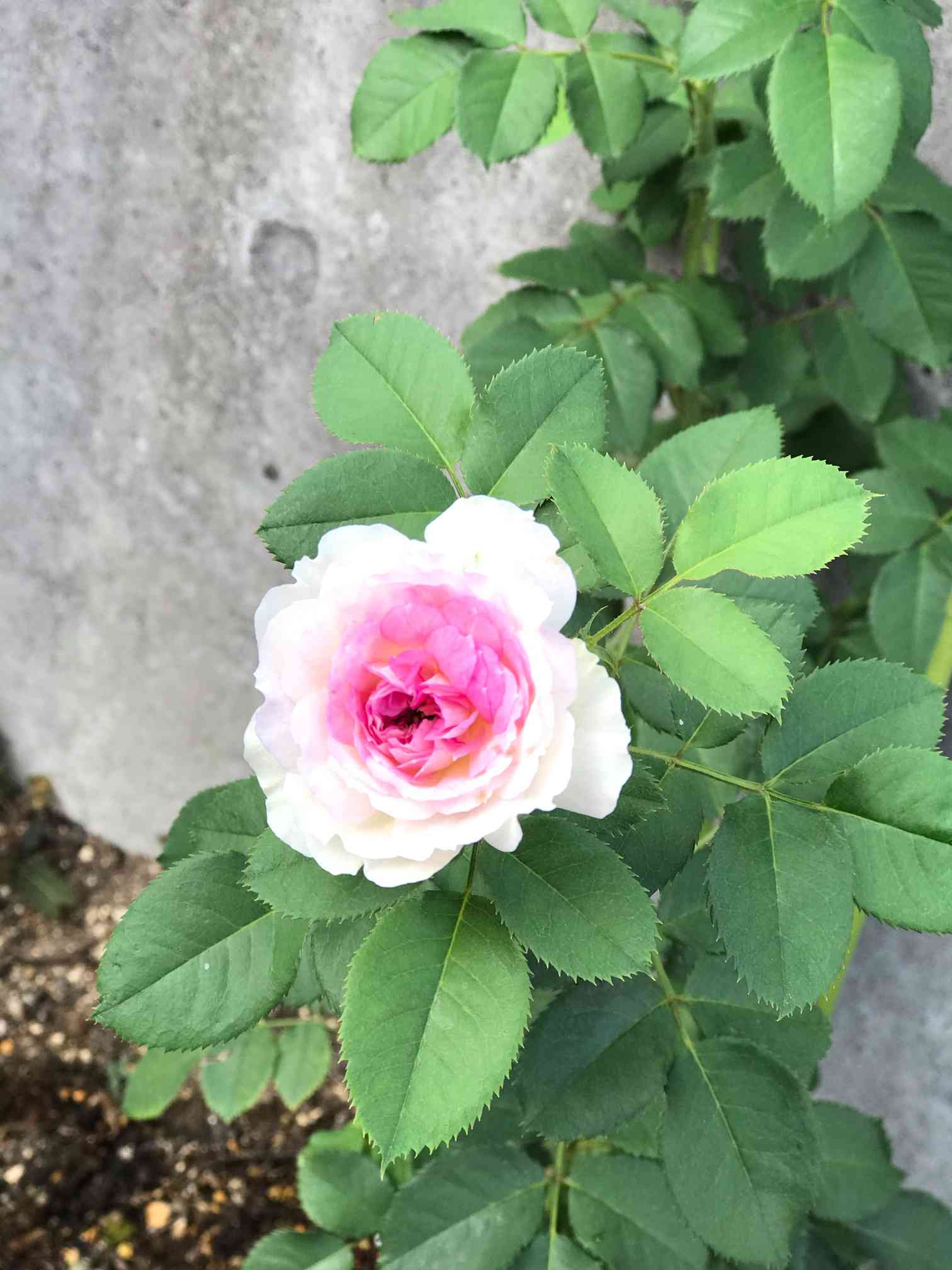 バラ苗 切りバラ ブルームーンストーン 青のバラ