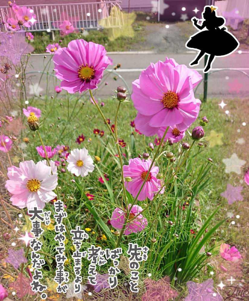 好き の投稿画像 By みゆさん M Family とありがとうとコスモス と花のある暮らし 月9月18日 Greensnap グリーンスナップ