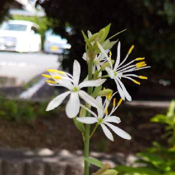 オリズルラン 花の投稿画像一覧 Greensnap グリーンスナップ