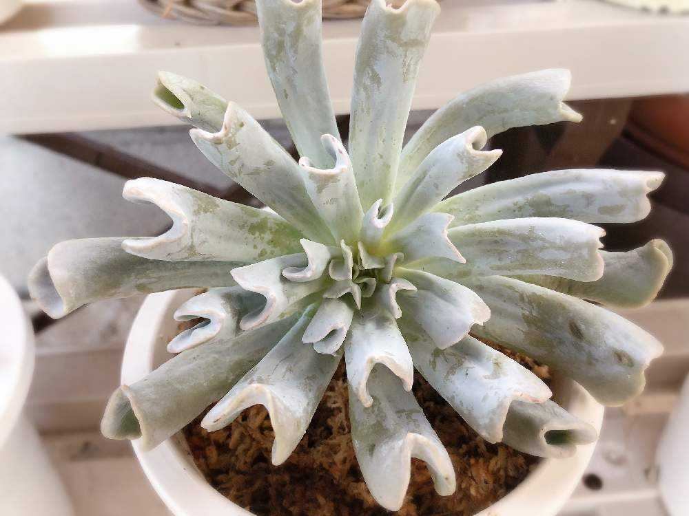 トップシータービー成長記録｜🍀GreenSnap（グリーンスナップ）