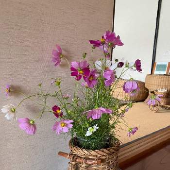 秋の生け花の投稿画像一覧 Greensnap グリーンスナップ