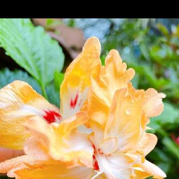 ハイビスカス常夏の香りの画像 by ピーチさん |  ハイビスカスとハイビスカス常夏の香りとおうち園芸