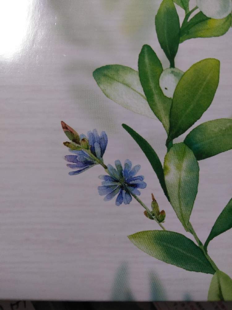 鉄人29号さんの投稿画像 月9月18日 Greensnap グリーンスナップ