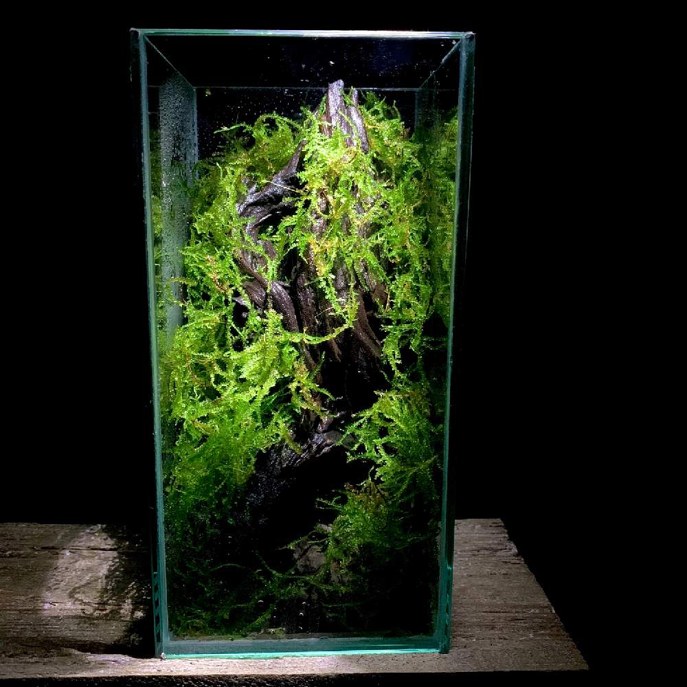 ウィーピングモスの投稿画像 By Moss Design Lab ヒロキ さん 苔テラリウムと水槽とパルダリウムとテラリウムとシダ植物とレイアウト水槽 月9月18日 Greensnap グリーンスナップ