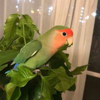 コーヒーの木,コザクラインコ　森の画像