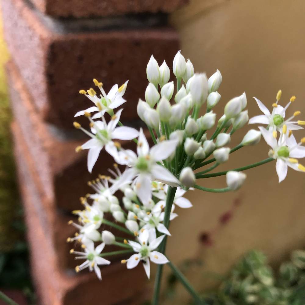 ニラの花の投稿画像 By Konatu さん 玄関周りとマイガーデンと いいね ありがとうとニラの花 と花のある暮らしと白い花とニラ 月9月18日 Greensnap グリーンスナップ