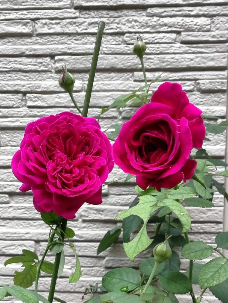 バラ ウィリアムシェイクスピア00の投稿画像 By Blue Mooon さん ばら バラ 薔薇と薔薇 愛同盟とおうち園芸とおうちを彩る花と ウィリアムシェイクスピア00と可愛いと花のある暮らしと素敵 月9月18日 Greensnap グリーンスナップ