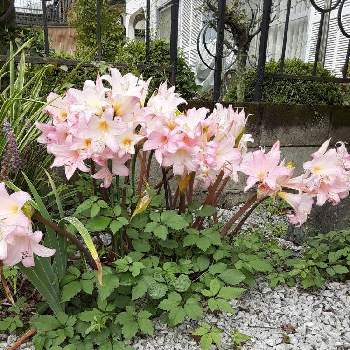 ホンアマリリスの投稿画像一覧 Greensnap グリーンスナップ