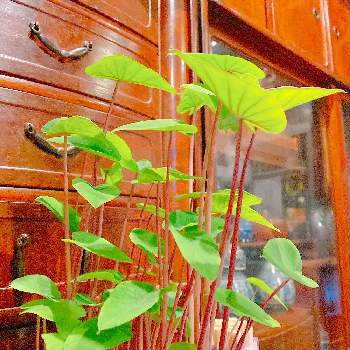 ヤツガシラの投稿画像一覧 Greensnap グリーンスナップ