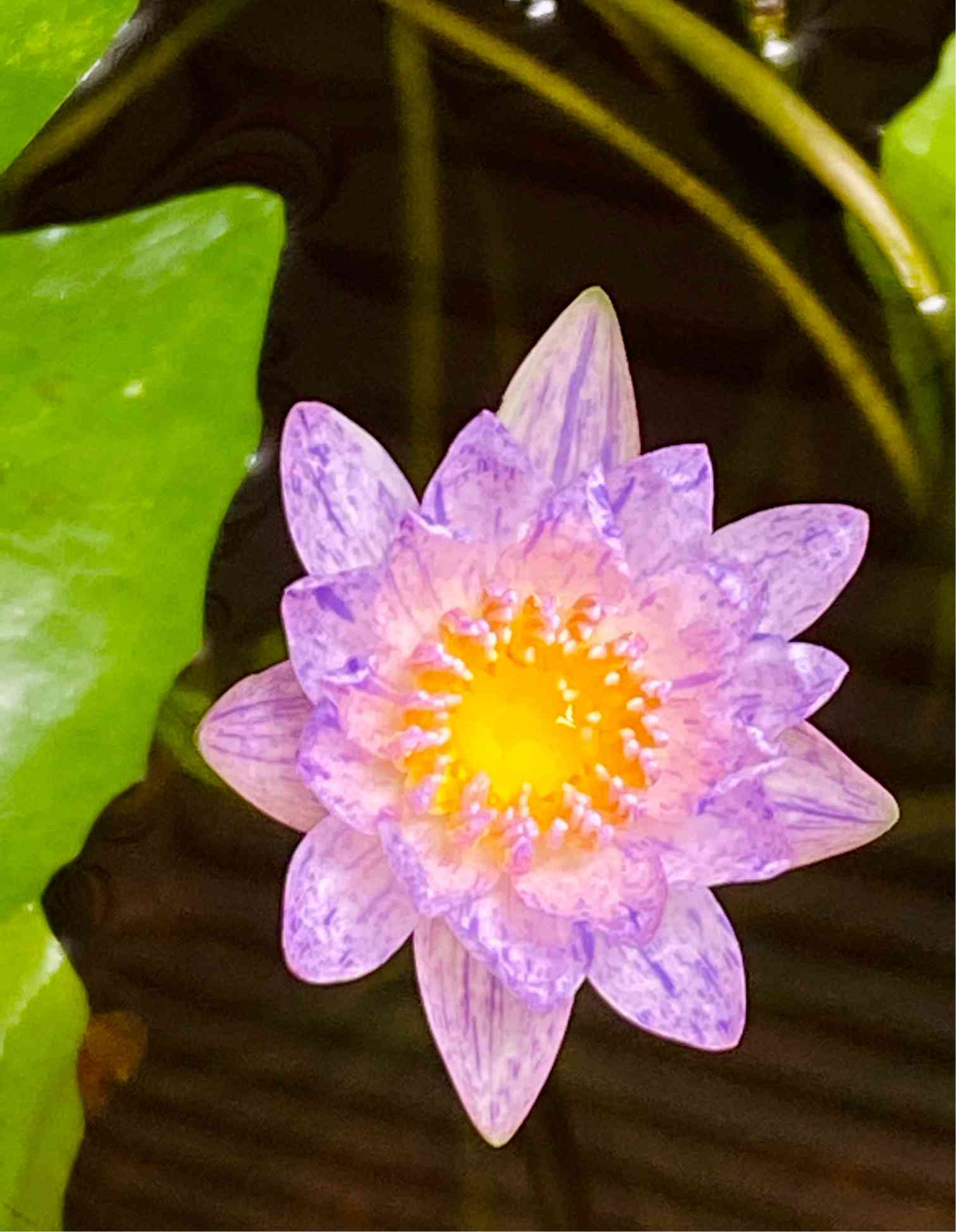 熱帯睡蓮　ウタカタ 熱帯睡蓮 ウタカタ - メルカリ