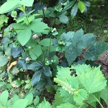 紫仙台萩の投稿画像一覧 Greensnap グリーンスナップ