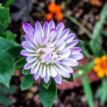 アスター の投稿画像一覧 Greensnap グリーンスナップ