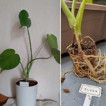 100均モンステラの投稿画像一覧 Greensnap グリーンスナップ 100均モンステラの投稿画像一覧 Greensnap グリーンスナップ