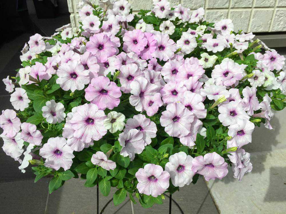 ペチュニアの投稿画像 By シュガーバインさん 冬越しと種まきと切り戻し後と夏の花とおうちを彩る花ときれーい とペチュニア 月9月19日 Greensnap グリーンスナップ