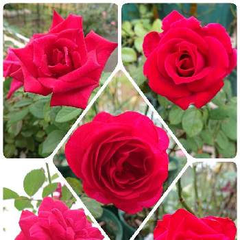 バラ トワパルファンの画像 by ＹＵＭＩＫＯさん | 小さな庭と私の癒し♡と綺麗〜❤️と薔薇愛同盟と花が好き❤と大好きとディープポルドーとおうち園芸とお花に癒されてとパパメイアン薔薇とブリランテと植中毒とはいからとバラ トワパルファンと薔薇が好き❤と花のある暮らしとかわいいな♡といい色♡