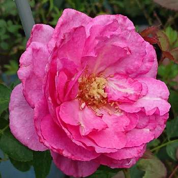 イブピアッチエ*の画像 by 山ちゃんさん | バラとイブピアッチエ*と強香と今日のバラと鉢植えと花のある暮らしと我が家のバラ