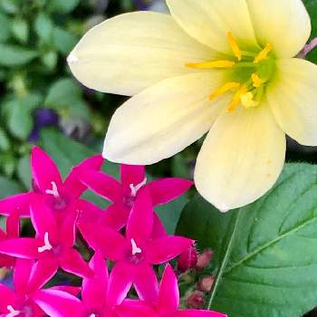 ゼフィランサス 黄花 の投稿画像一覧 Greensnap グリーンスナップ