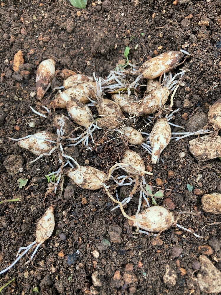 ムスカリの投稿画像 By ちいさん 球根と放置栽培 月9月19日 Greensnap グリーンスナップ