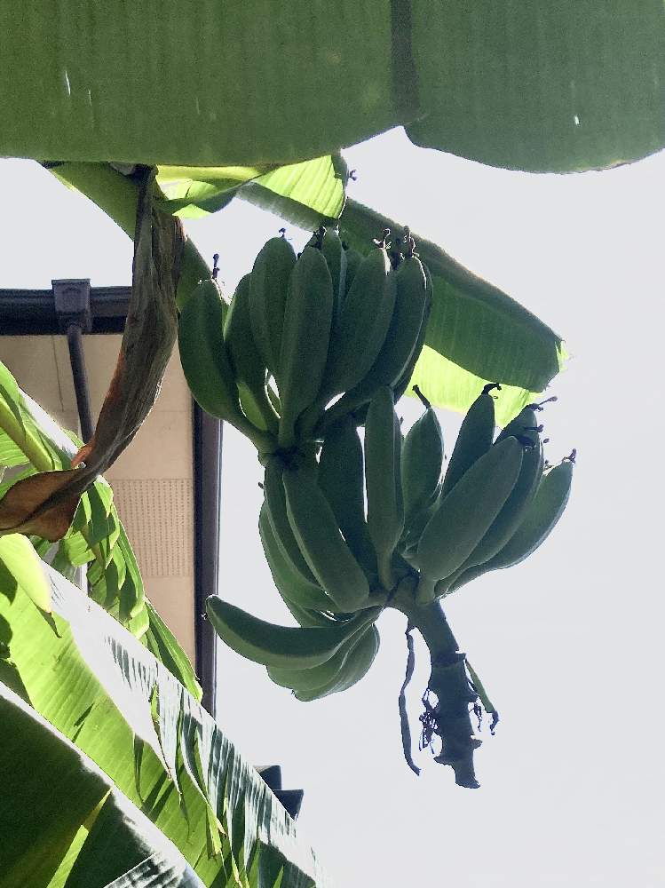 バナナの投稿画像 By あーちゃん さん 耐寒アイスクリームバナナとアイスクリームバナナと熱帯果樹とトロピカルフルーツと果樹と成長中とバナナ栽培と実のなる植物 月9月19日 Greensnap グリーンスナップ